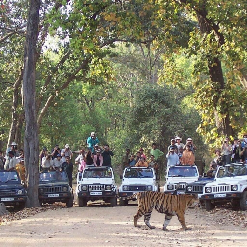Bandhavgarh National Park