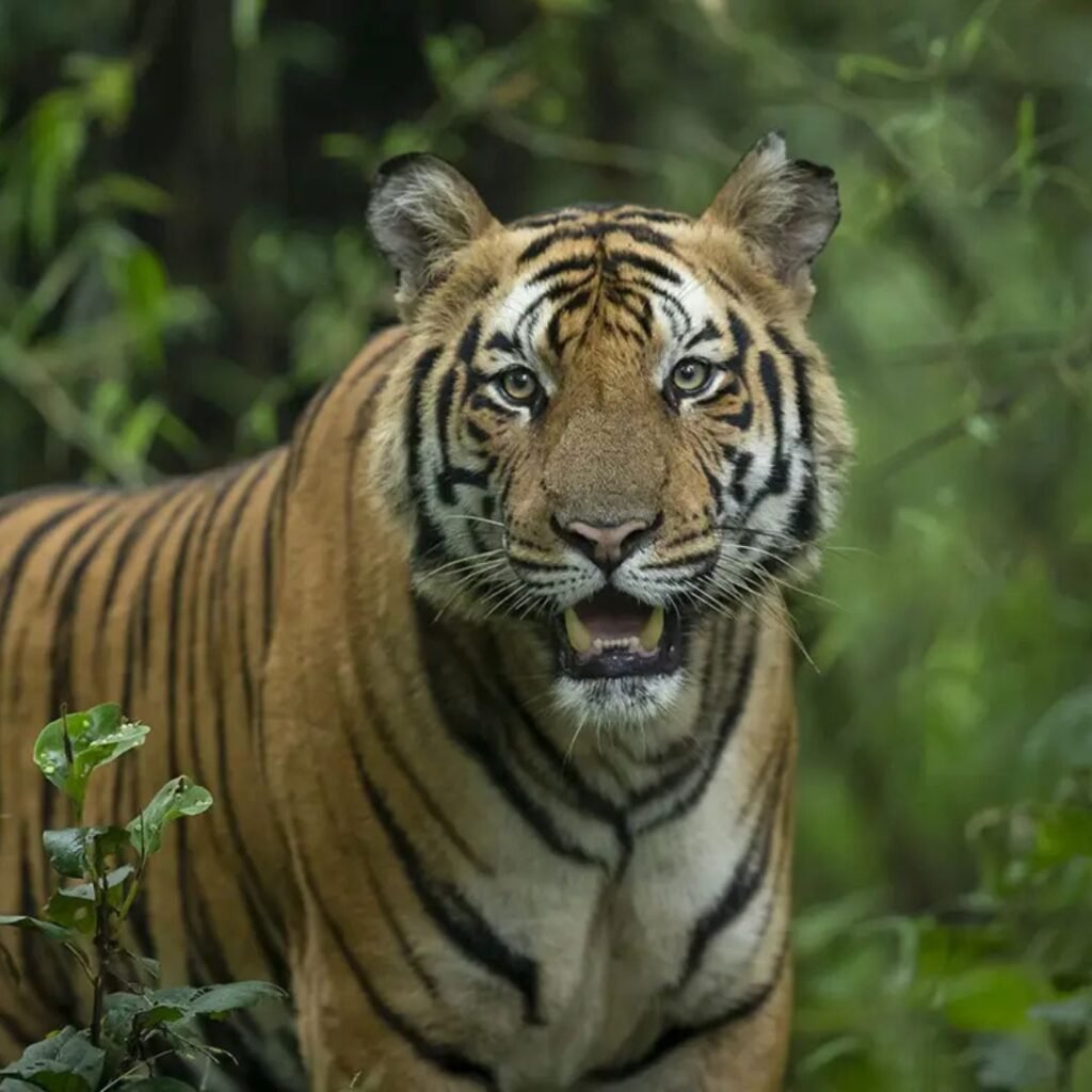 Bandhavgarh National Park