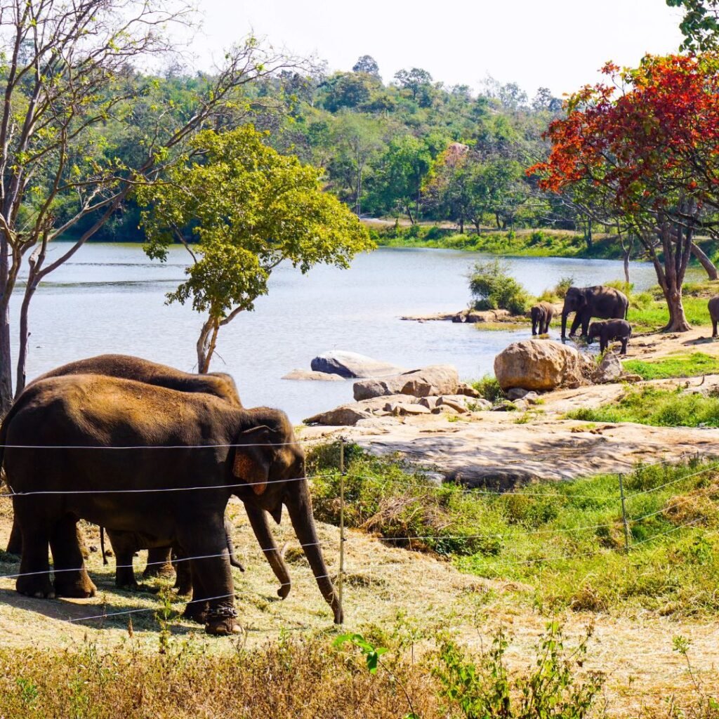 Bannerghatta Biological Park, Bengaluru