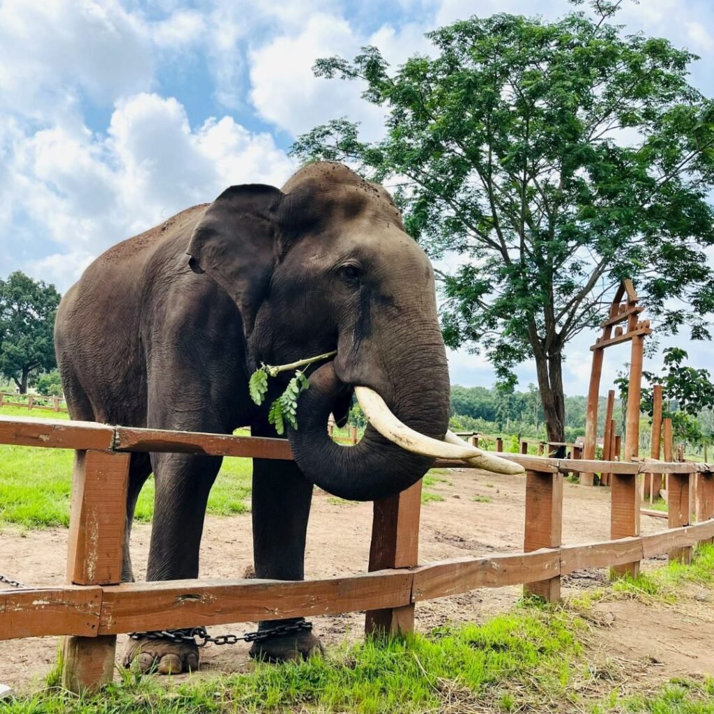 Dubare Elephant Camp, Coorg