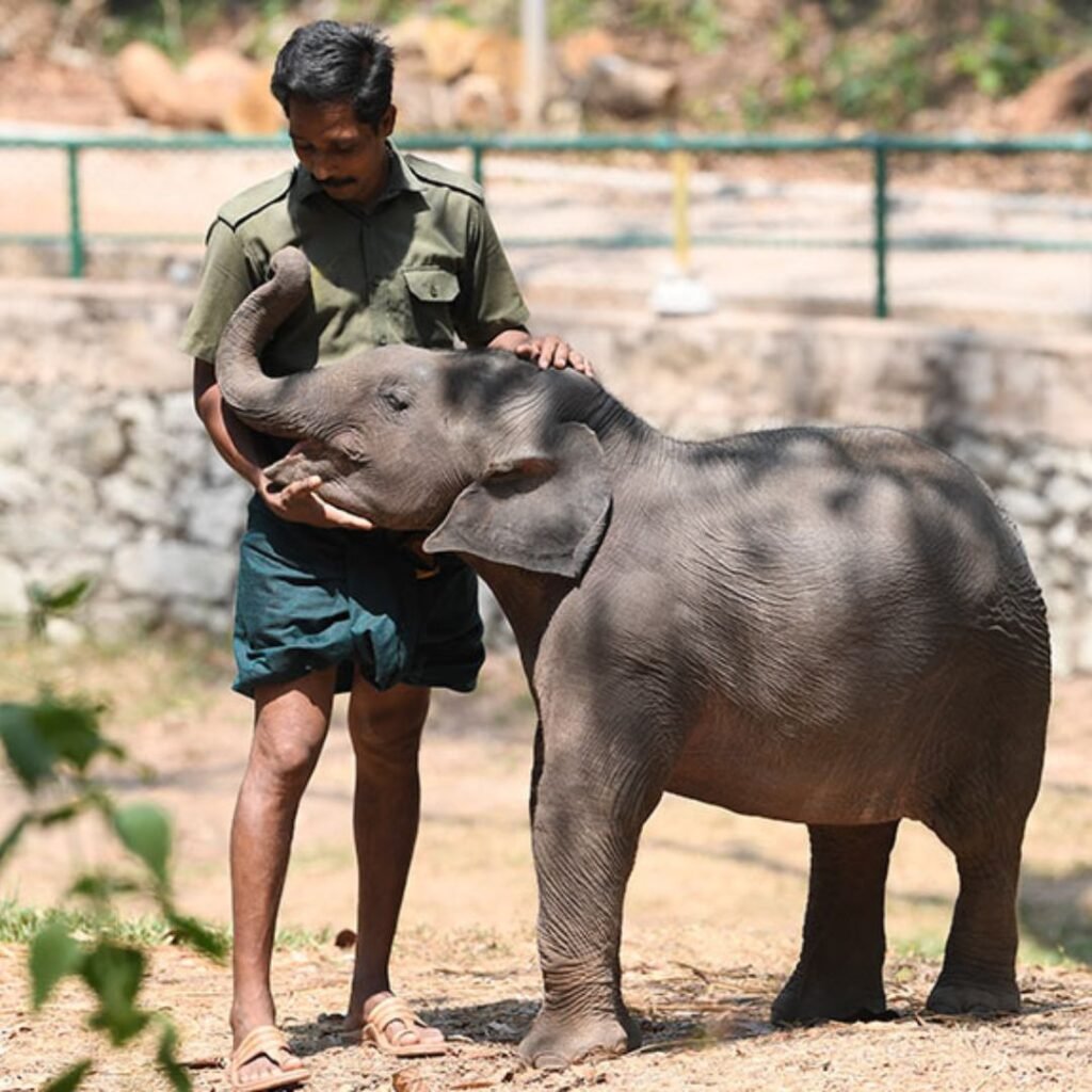 Elephant Rehabilitation Centre, Kottoor