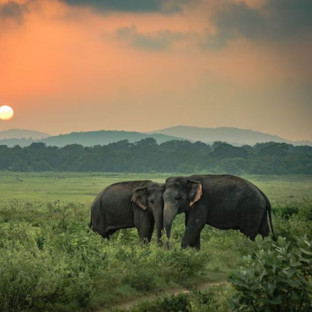 Kumbhalgarh Wildlife Sanctuary, Rajasthan
