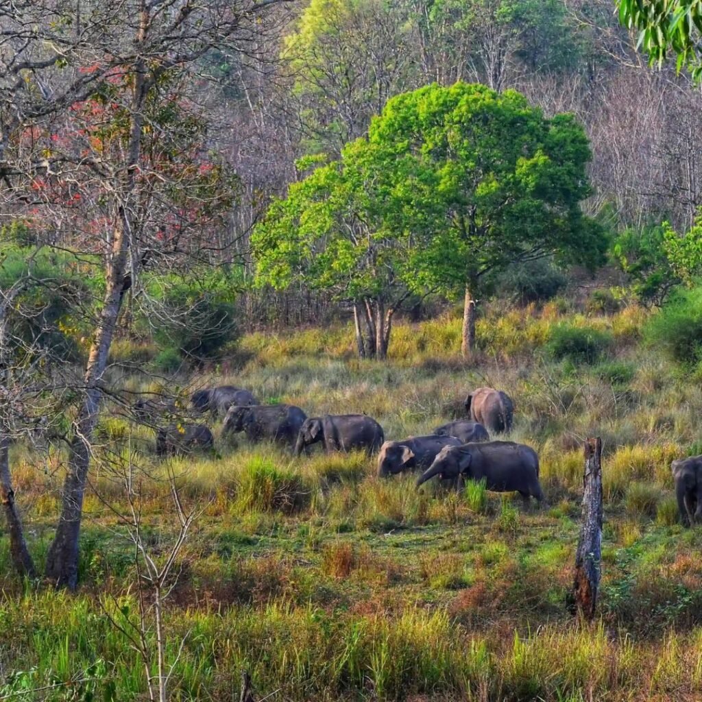 Muthanga Wildlife Sanctuary, Wayanad