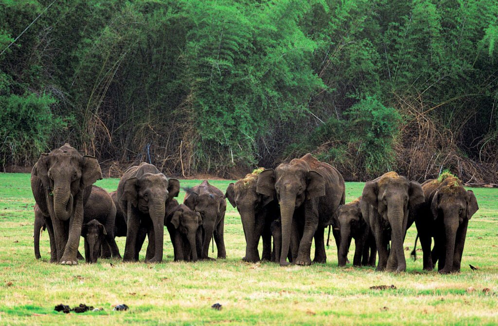 Nagarhole National Park, Karnataka