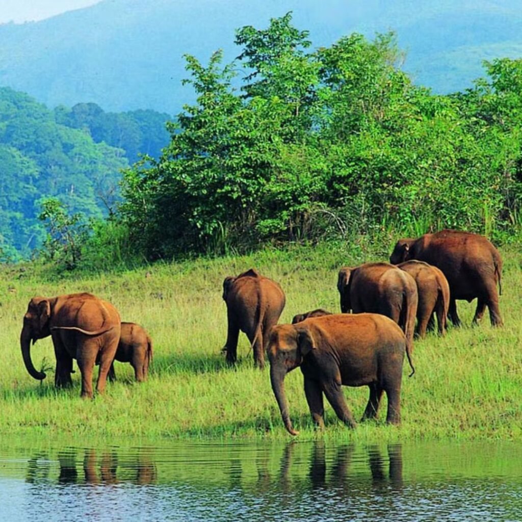 Periyar National Park, Thekkady