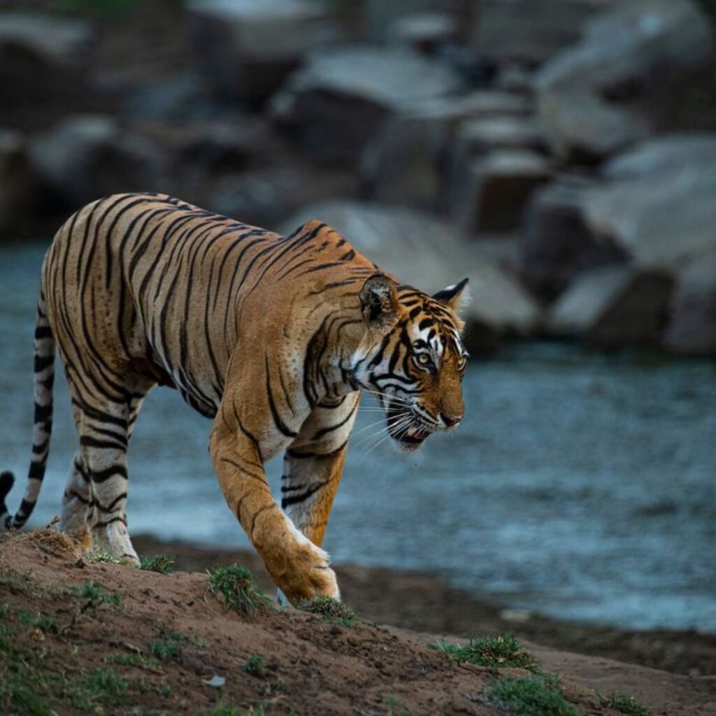 Ranthambore