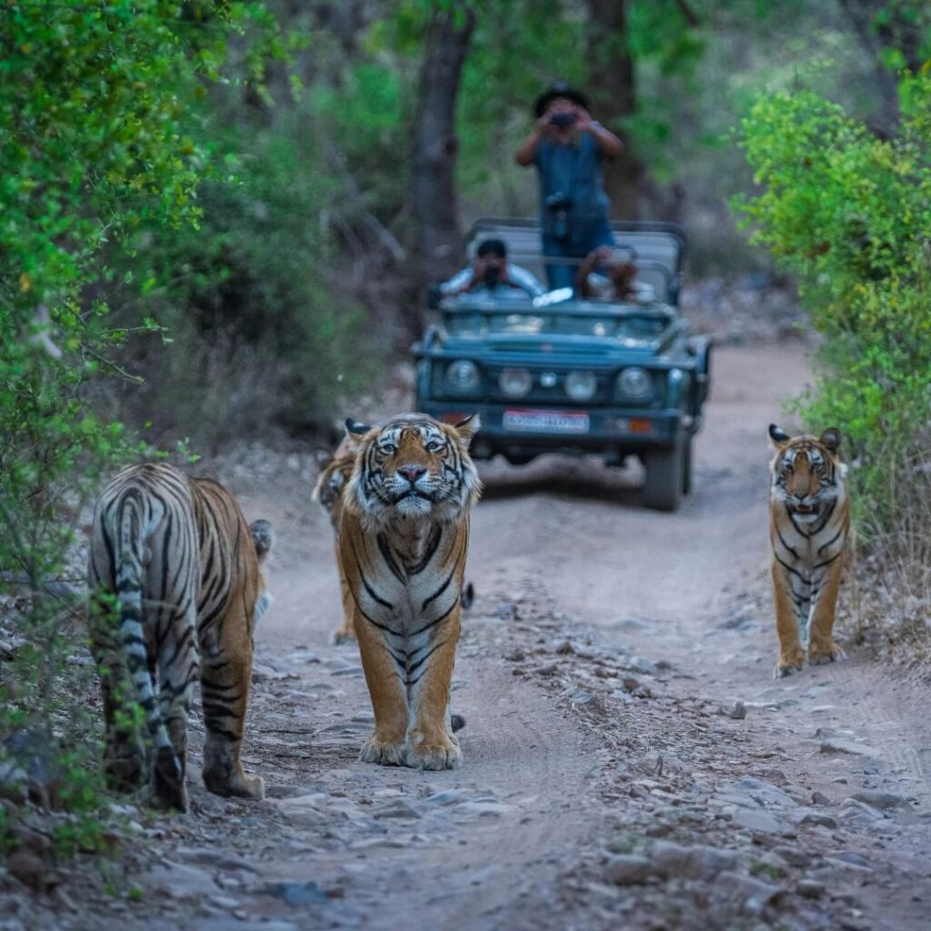 Ranthambore National Park