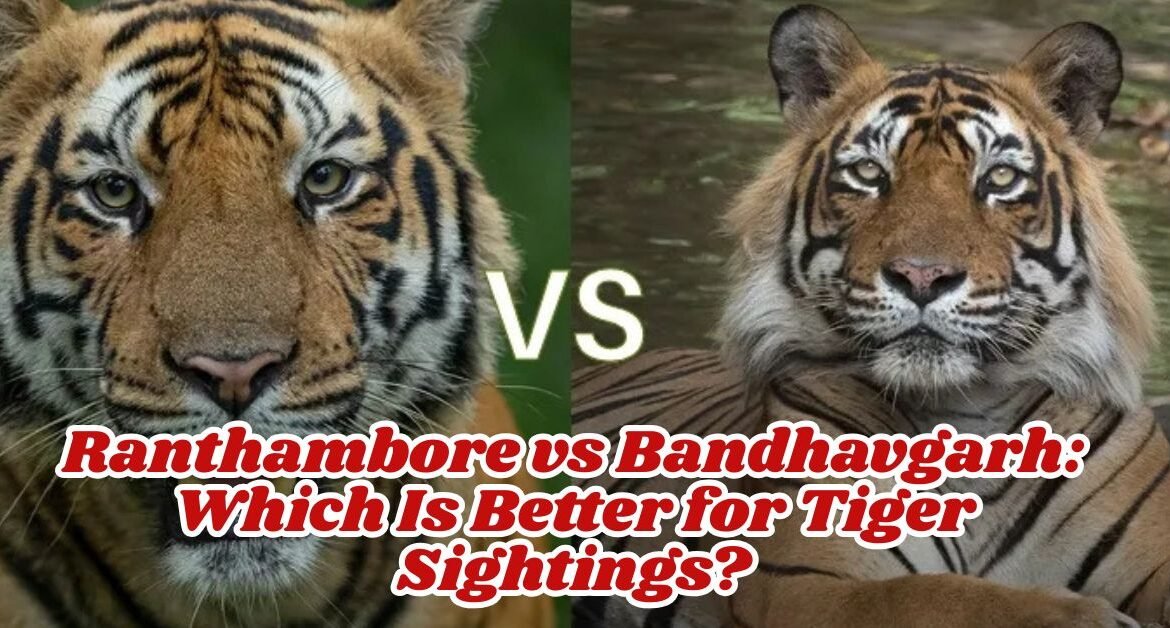 Ranthambore vs Bandhavgarh: Which Is Better for Tiger Sightings?