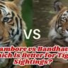 Ranthambore vs Bandhavgarh: Which Is Better for Tiger Sightings?