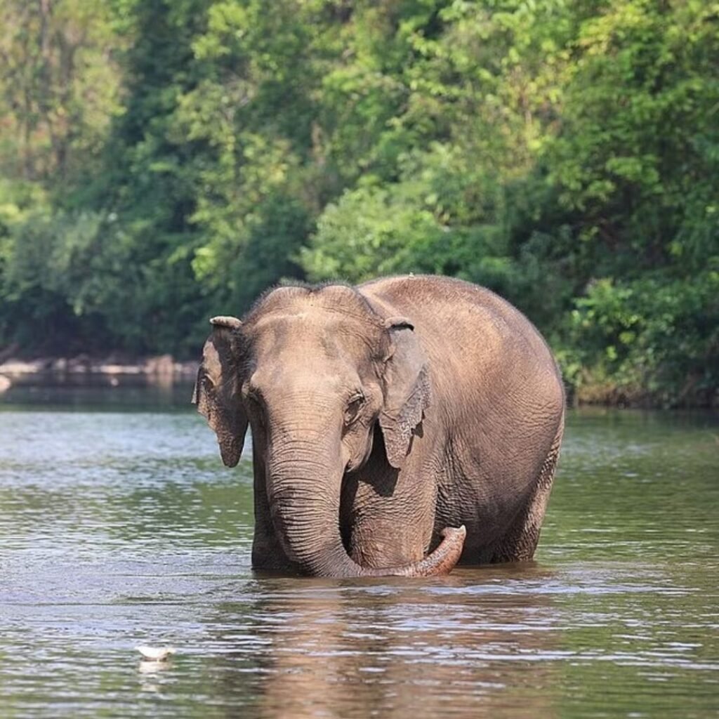 Rayala Elephant Reserve, Andhra Pradesh