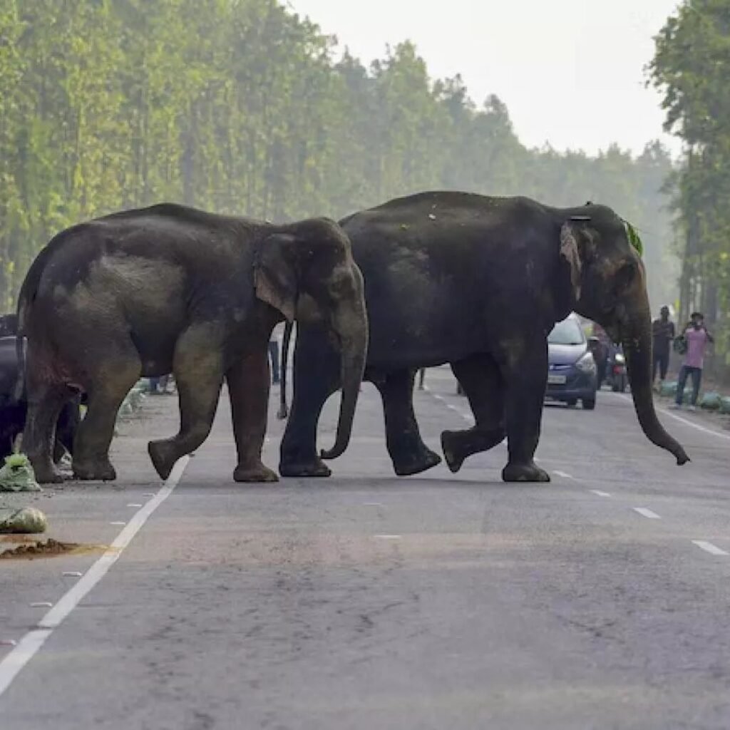 Srivilliputhur Elephant Reserve, Tamil Nadu