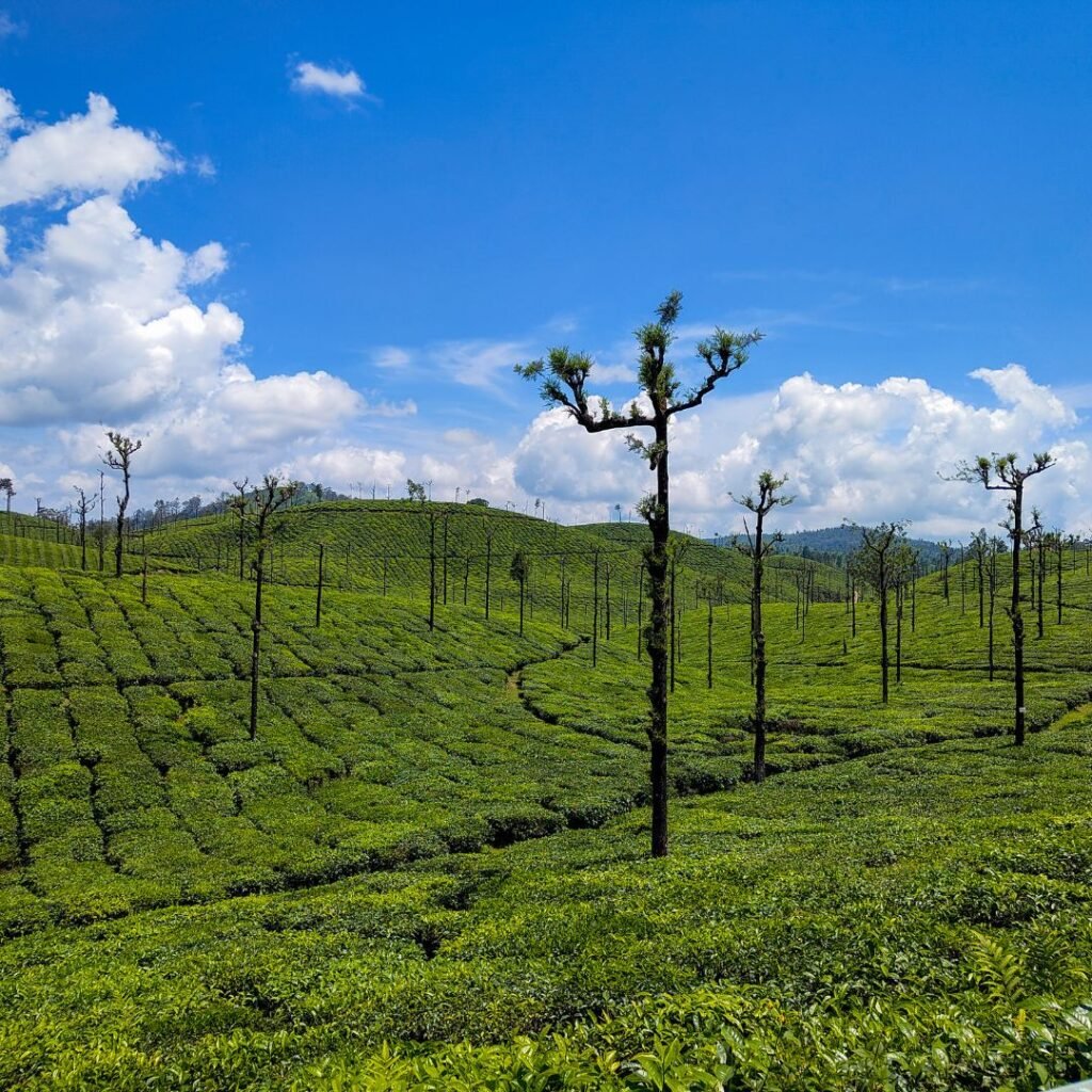 Valparai, Tamil Nadu, Xplro