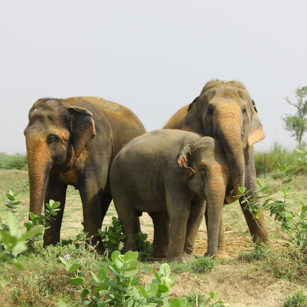 Wildlife SOS Elephant Conservation Center, Mathura
