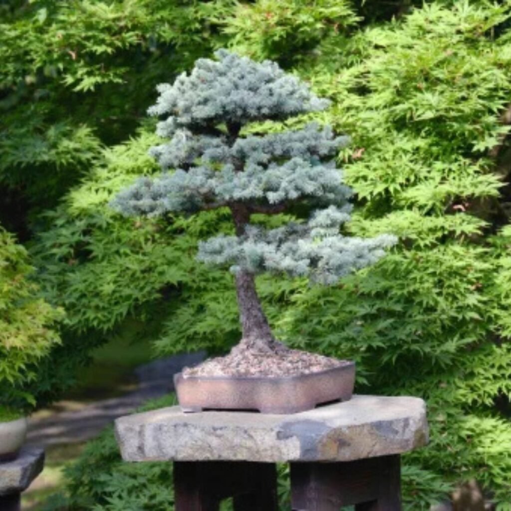 Bonsai Garden