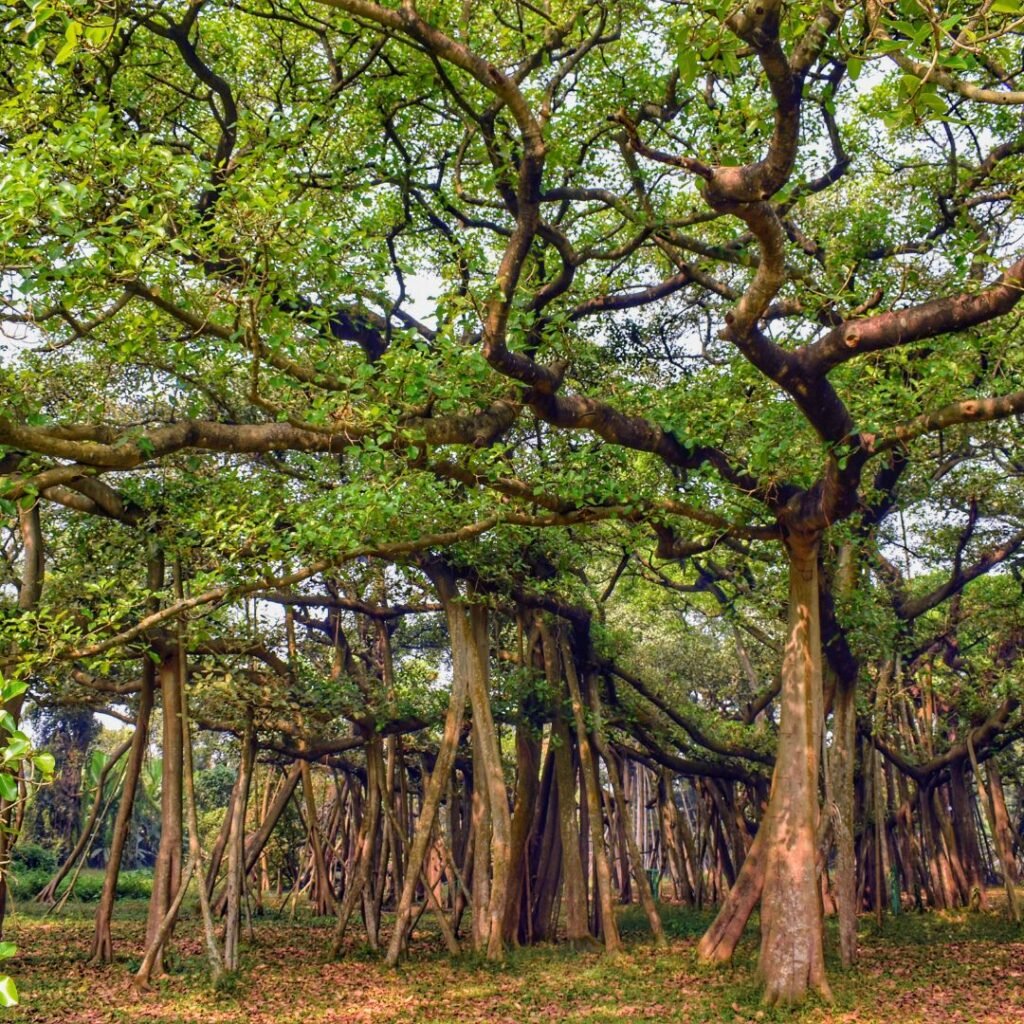 Botanical Gardens Calcutta