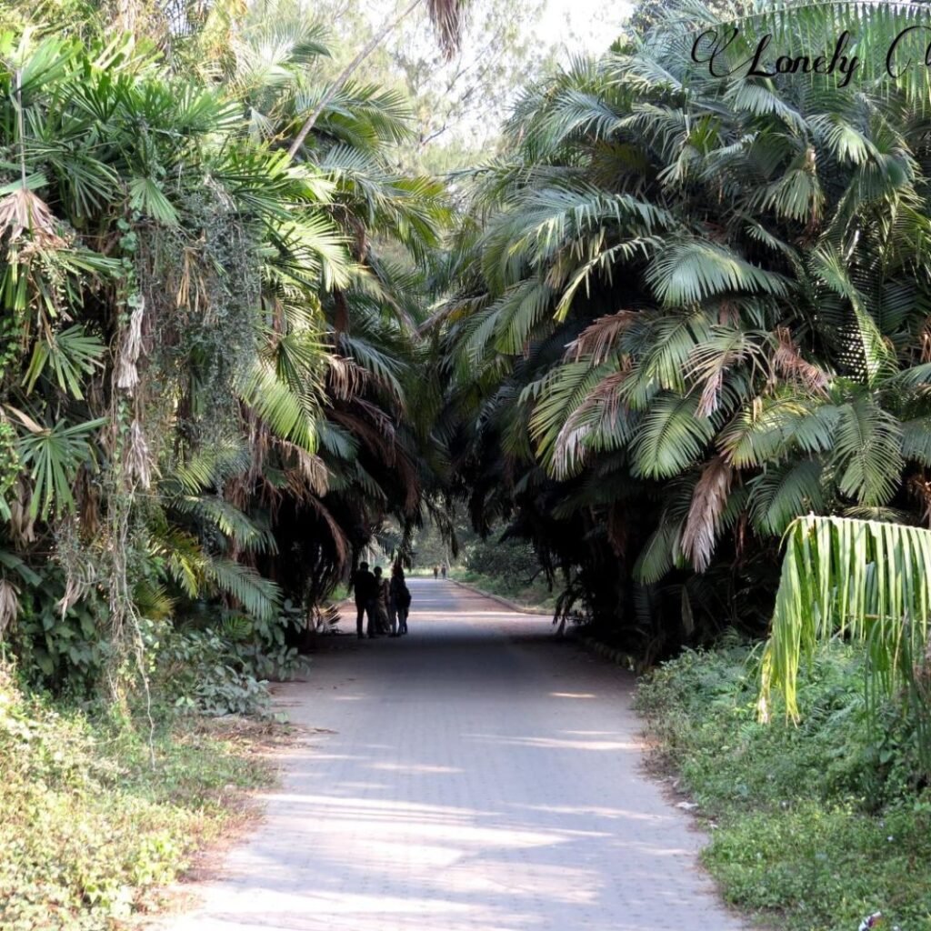 Palm Avenue